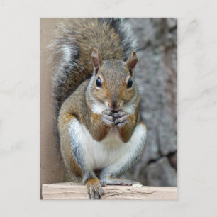 Enjoying a Treat Postcard