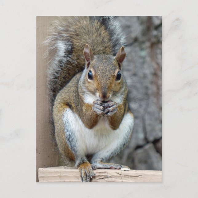 Enjoying a Treat Postcard (Front)