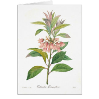 Enkianthus quinqueflorus