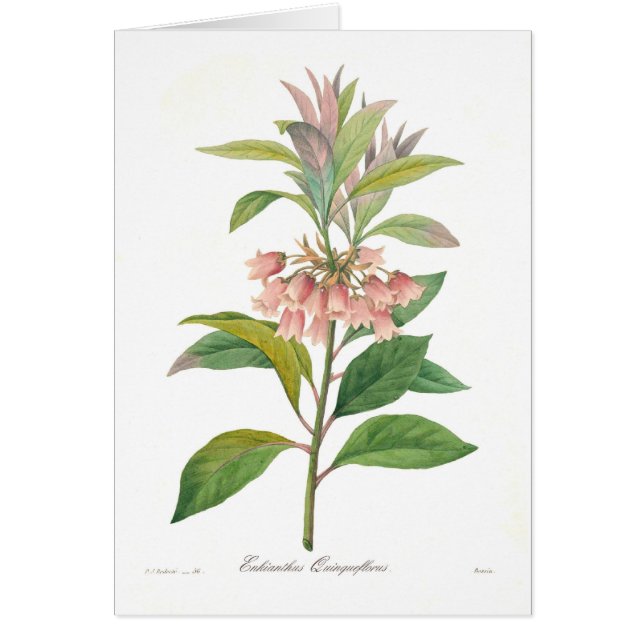 Enkianthus quinqueflorus (Front)