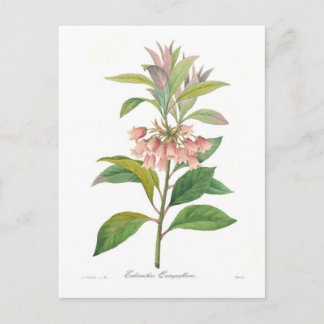 Enkianthus quinqueflorus postcard
