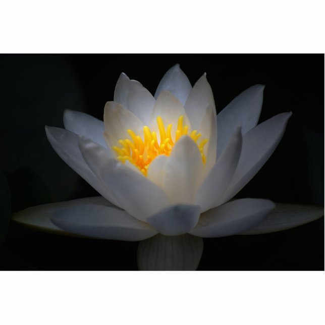 enlightenment standing photo sculpture (Front)