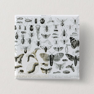 Entomology 15 Cm Square Badge