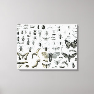 Entomology Canvas Print