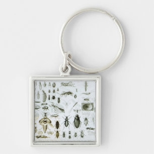 Entomology Insects Key Ring