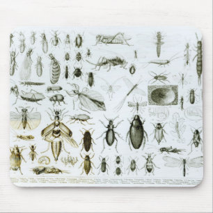 Entomology Insects Mouse Mat