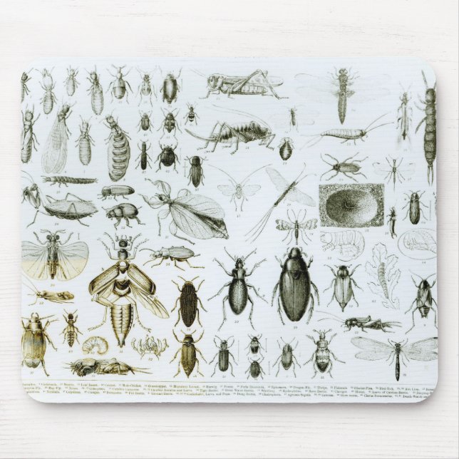 Entomology Insects Mouse Mat (Front)