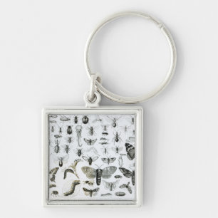 Entomology Key Ring