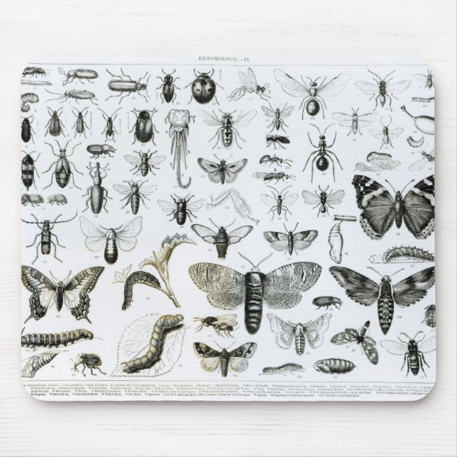 Entomology Mouse Mat (Front)
