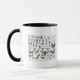 Entomology Mug