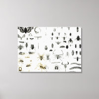 Entomology, Myriapoda and Arachnida