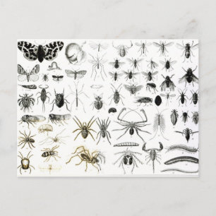 Entomology, Myriapoda and Arachnida Postcard