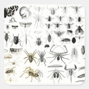 Entomology, Myriapoda and Arachnida Square Sticker