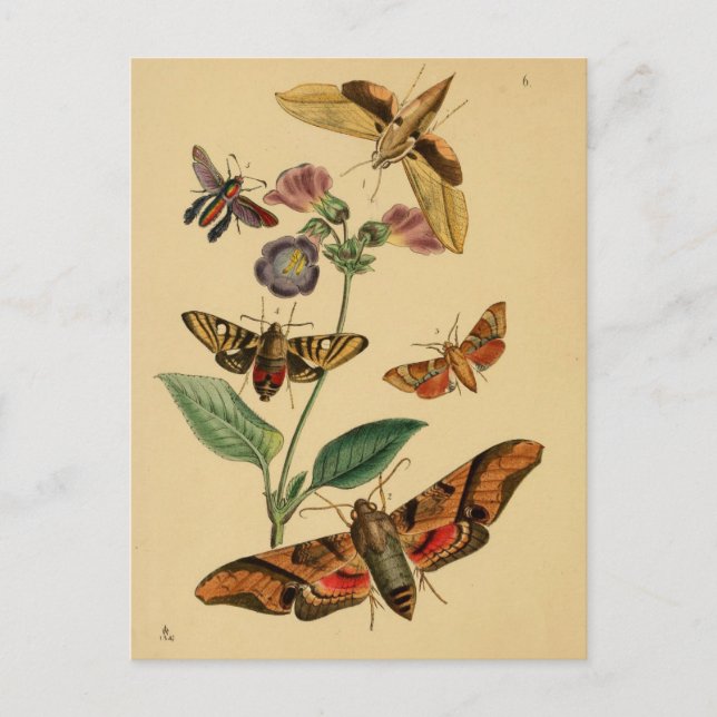 Entomology Postcard (Front)