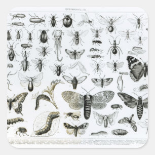 Entomology Square Sticker
