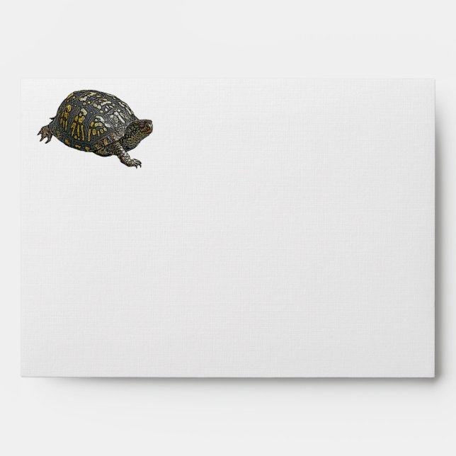 Envelope Eastern Box Turtle (Front)