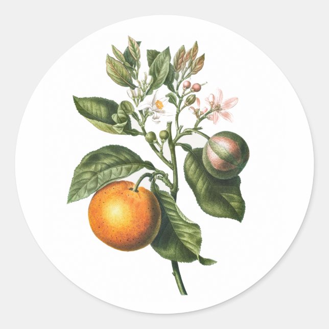 ENVELOPE SEAL STICKER : BITTER ORANGE BLOSSOM (Front)
