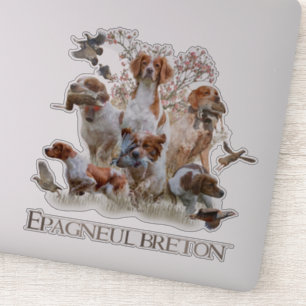 Epagneul Breton, Brittany Spaniel
