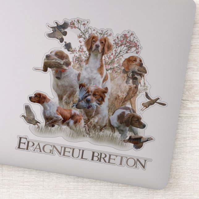 Epagneul Breton, Brittany Spaniel   (Detail)