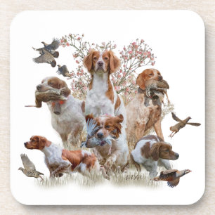 Epagneul Breton, Brittany Spaniel      Coaster