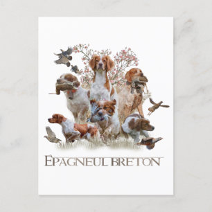 Epagneul Breton, Brittany Spaniel   Holiday Postcard