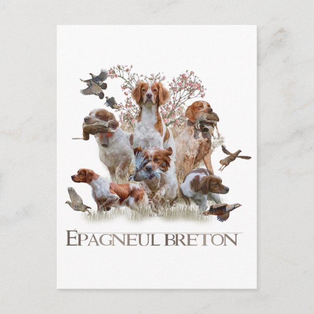 Epagneul Breton, Brittany Spaniel   Holiday Postcard (Front)