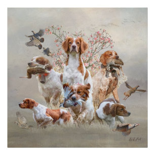 Epagneul Breton, Brittany Spaniel  Photo Print