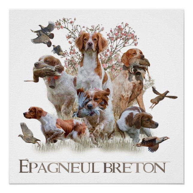 Epagneul Breton, Brittany Spaniel Poster (Front)