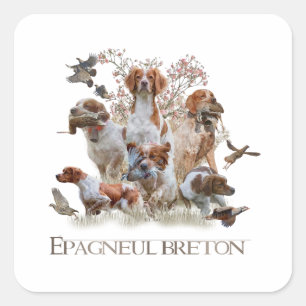Epagneul Breton, Brittany Spaniel  Square Sticker