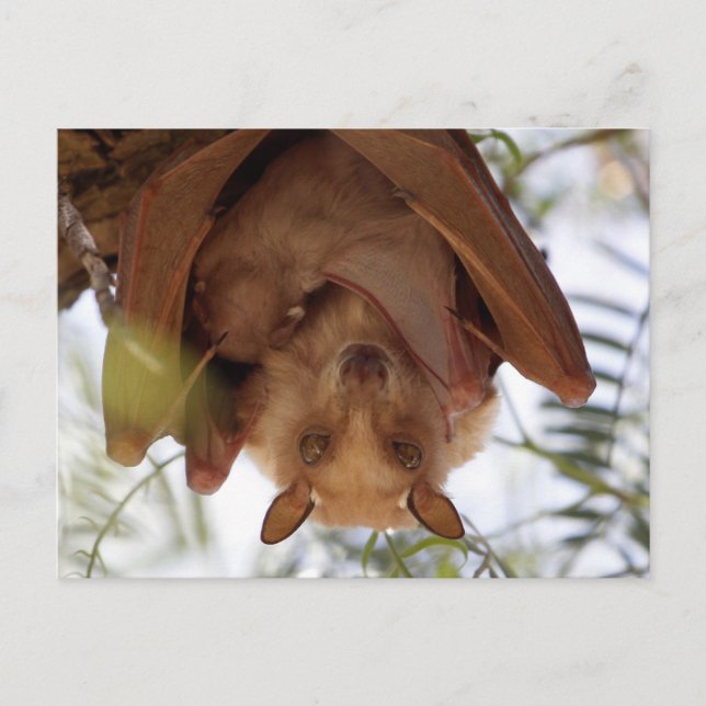 Epauletted Fruit Bat; a mother with child Postcard (Front)