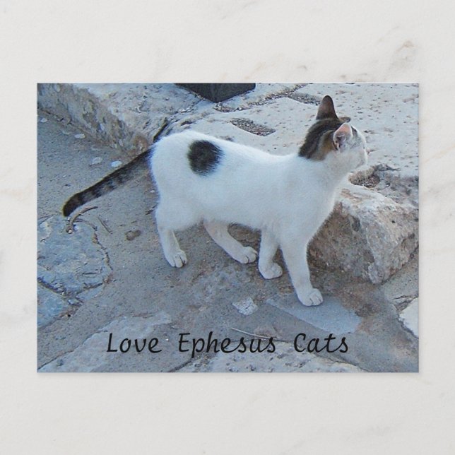 Ephesus Cats Postcard (Front)