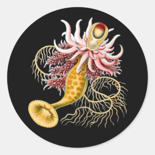 Epibulia ritteriana classic round sticker