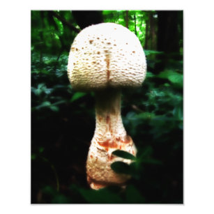 Epic Mushroom Photo Print