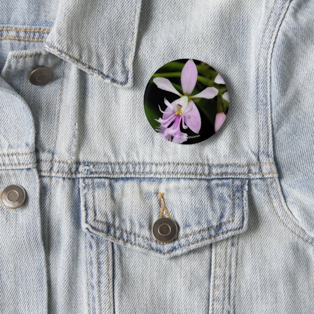 Epidendrum caligarium 6 cm round badge (In Situ)