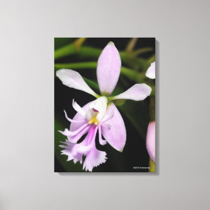 Epidendrum caligarium canvas print
