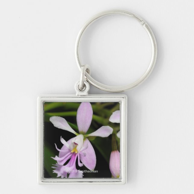 Epidendrum caligarium key ring (Front)