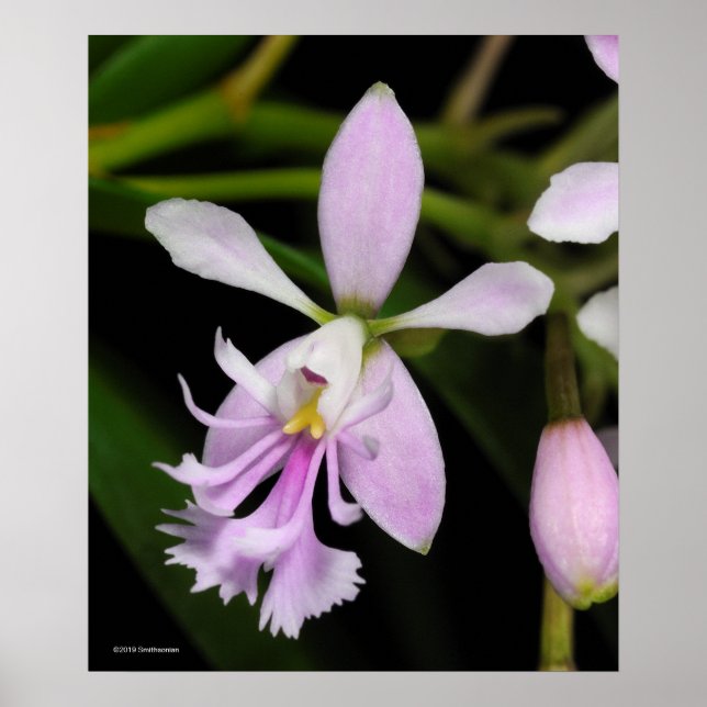 Epidendrum caligarium poster (Front)