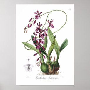 Epidendrum Phœniceum. Poster