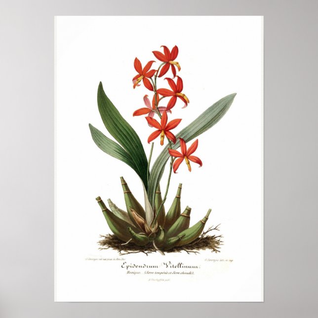 Epidendrum vitellinum poster (Front)