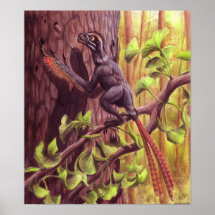 Epidexipteryx Print
