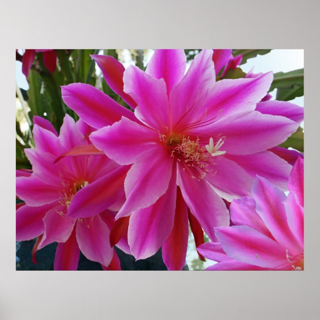 Epiphyllum Poster (Front)