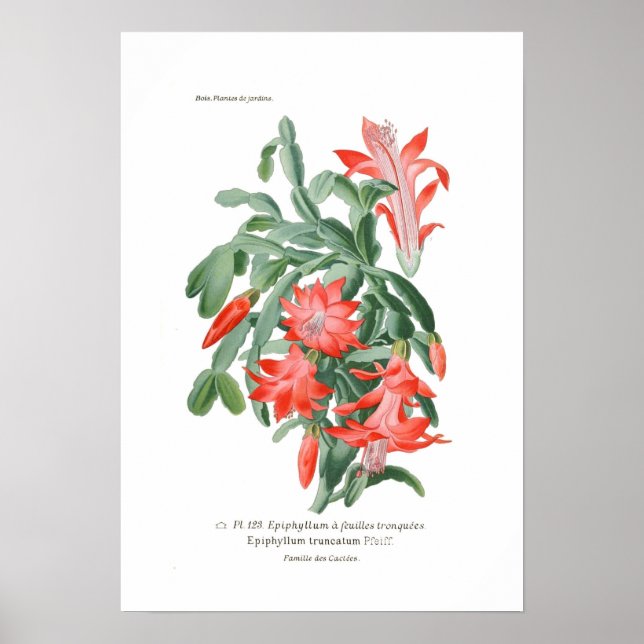 Epiphyllum truncatum poster (Front)