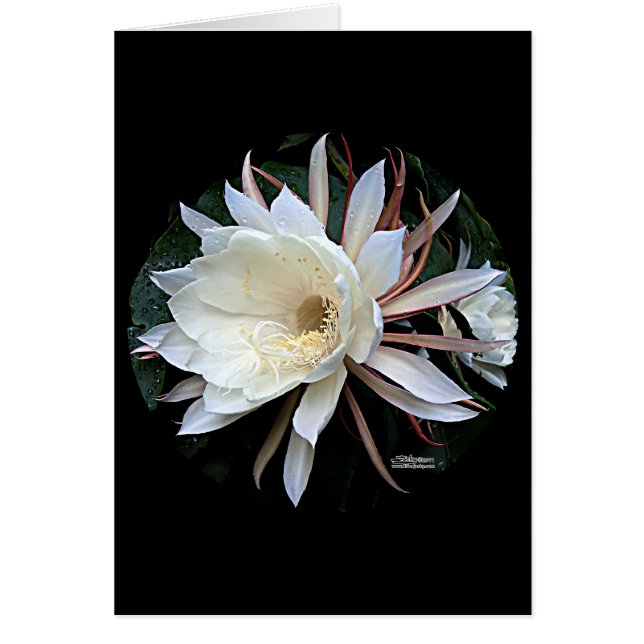 Epiphyte Cactus Flower (Front)