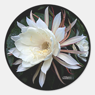 Epiphyte Cactus Flower Classic Round Sticker