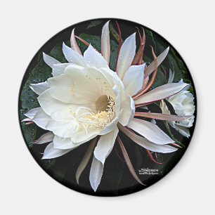 Epiphyte Cactus Flower Magnet