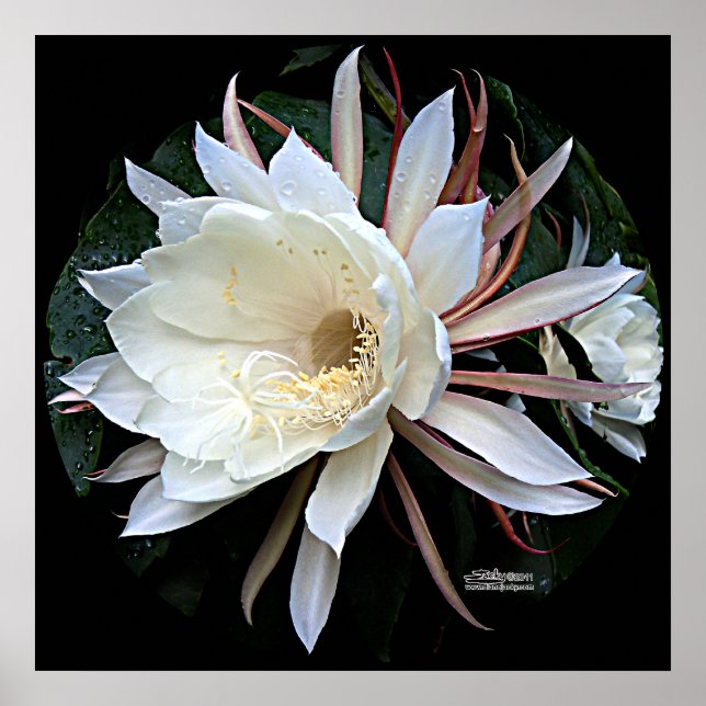 Epiphyte Cactus Flower Poster (Front)