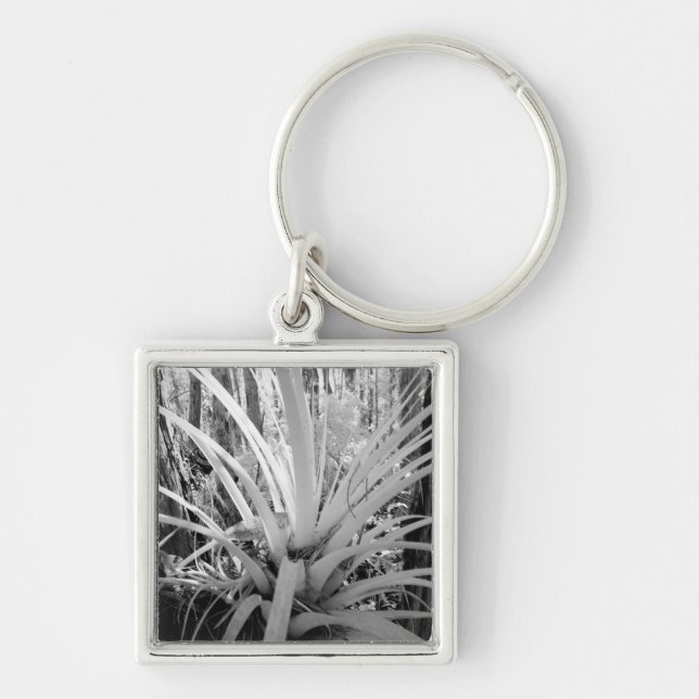 Epiphytic tillandsia are common in the Florida, Key Ring (Front)