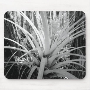 Epiphytic tillandsia are common in the Florida, Mouse Mat