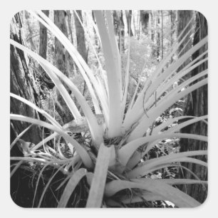 Epiphytic tillandsia are common in the Florida, Square Sticker