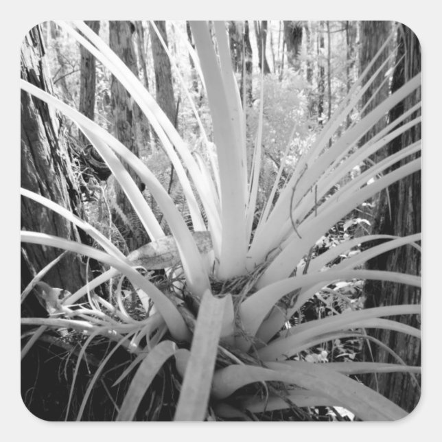 Epiphytic tillandsia are common in the Florida, Square Sticker (Front)